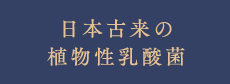 日本古来の植物性乳酸菌