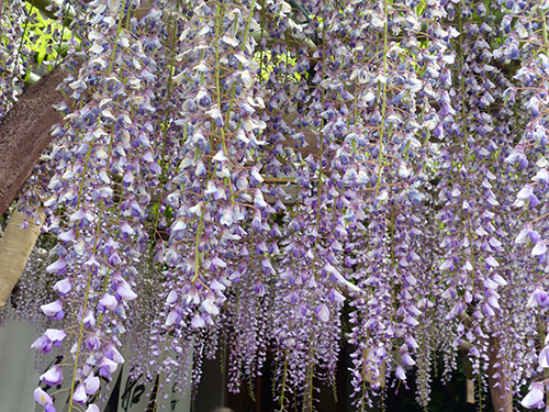 藤開花情報 元祖くず餅 船橋屋 創業文化二年 日本における発酵くず餅発祥の店