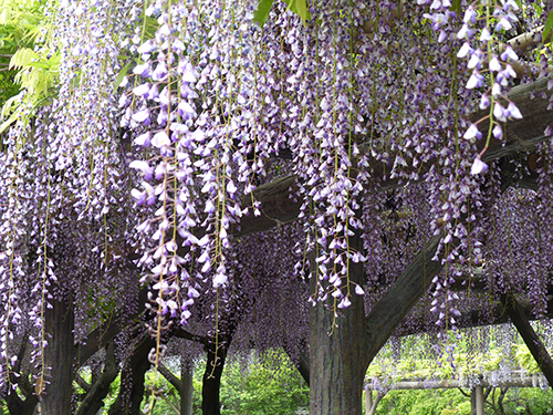 藤開花情報 元祖くず餅 船橋屋 創業文化二年 日本における発酵くず餅発祥の店
