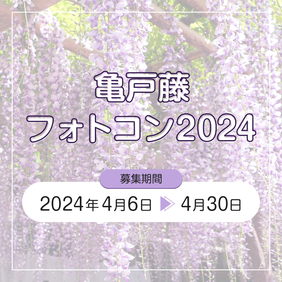 亀戸藤フォトコン2024　期間：4月6日(土)～4月30日(火)